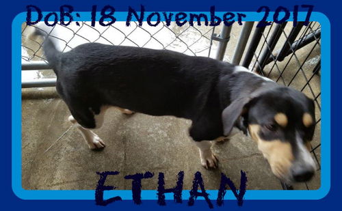 ETHAN - bonded with EVAN
