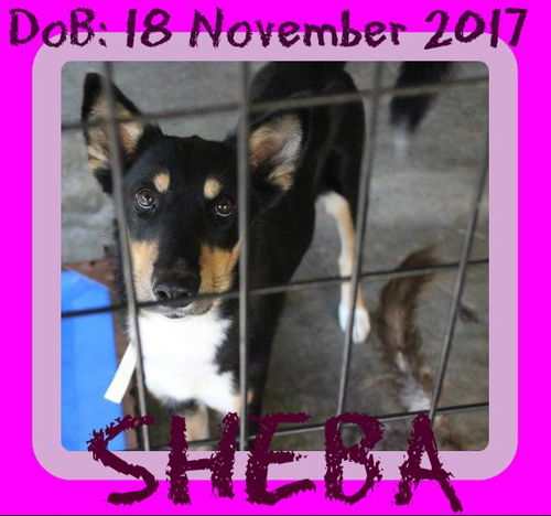 SHEBA-1