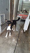 SHEBA-1