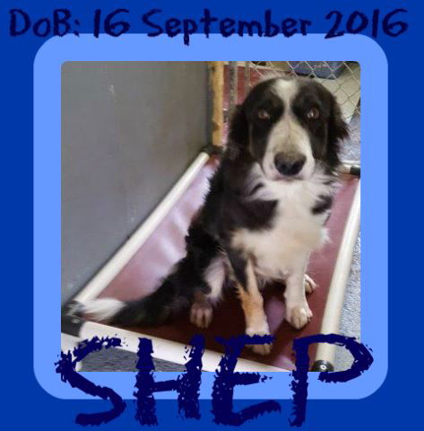 SHEP