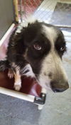 SHEP