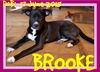 BROOKE