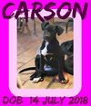 CARSON - $300