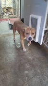 CRONUS - $250