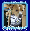 CRONUS - $250