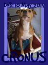 CRONUS - $250