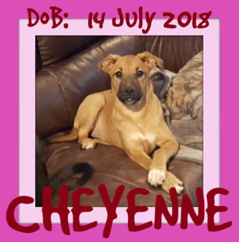 CHEYENNE