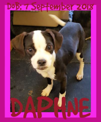 DAPHNE