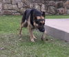 ORSON