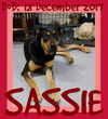 SASSIE