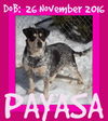 PAYASA - Reduced Fee $250