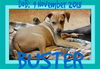 BUSTER - $300