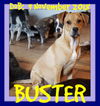 BUSTER - $300