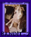 BANDIT-2 - Reduced $350