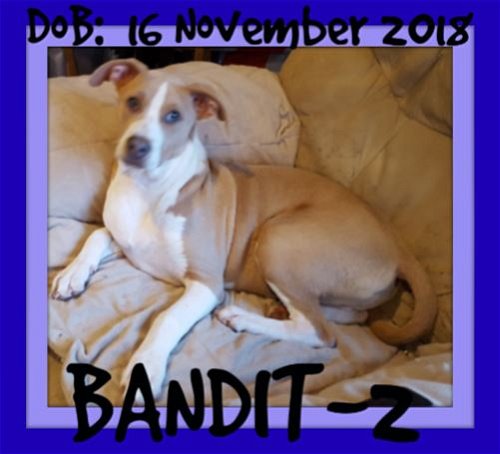 BANDIT-2 - Reduced $350