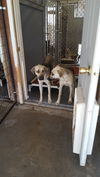 MARTY bonded with HAZEL - Adoption - $600 for both