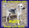 MARTY bonded with HAZEL - Adoption - $600 for both