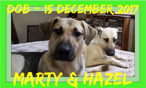 MARTY bonded with HAZEL - Adoption - $600 for both