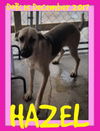 HAZEL bonded with MARTY - Adoption $600 for both