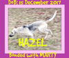 HAZEL bonded with MARTY - Adoption $600 for both