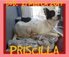 PRISCILLA