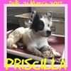 PRISCILLA