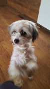LUCY-1