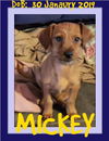 MICKEY & MINNIE-1 - $800 bonded pair