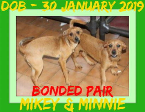 MICKEY & MINNIE-1 - $800 bonded pair