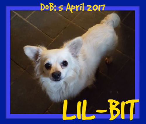 LIL BIT