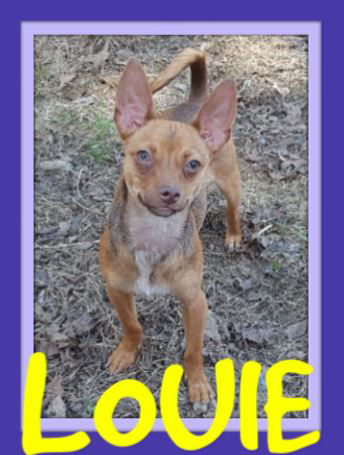 LOUIE
