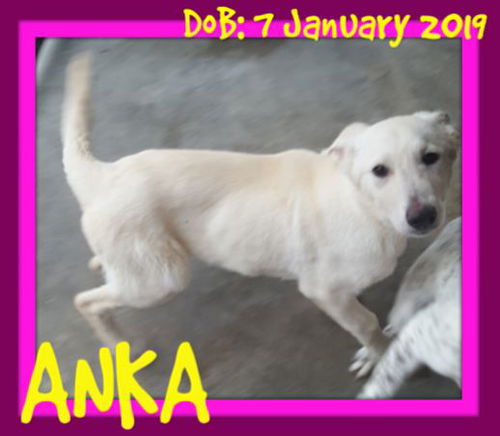 ANKA