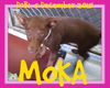 MOKA