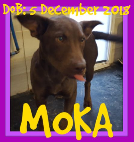 MOKA