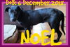 NOEL