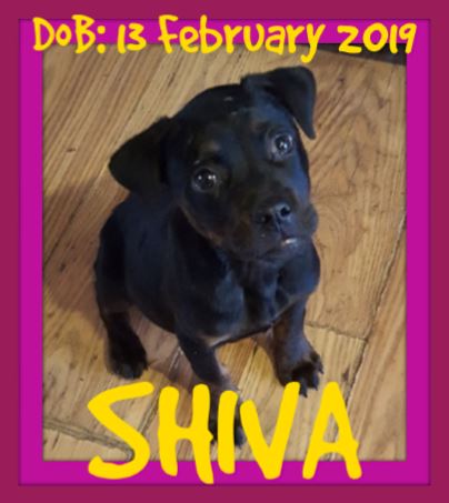 SHIVA