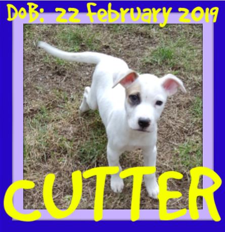CUTTER