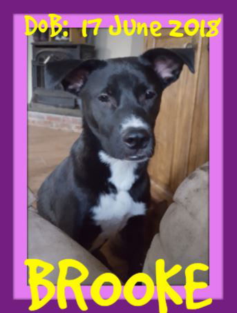 BROOKE-1 - AR - Reduced adoption - $350