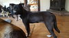 BROOKE-1 - AR - Reduced adoption - $350