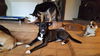 BROOKE-1 - AR - Reduced adoption - $350