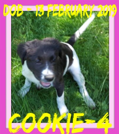 COOKIE-4