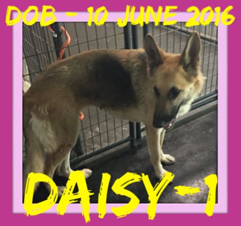 DAISY-1