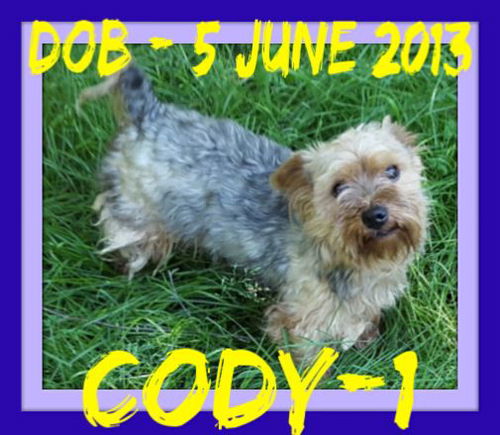 CODY-1