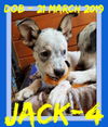 JACK-4