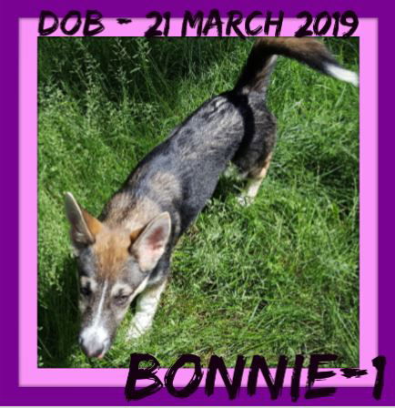BONNIE-1