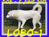 LOBO-1 - $400