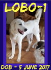 LOBO-1 - $400