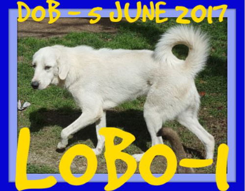 LOBO-1 - $400