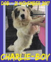 CHARLIE-Boy