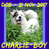 CHARLIE-Boy